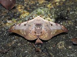 Attēlu rezultāti vaicājumam “Endromidae”