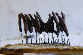 Attēlu rezultāti vaicājumam “Stemonitopsis typhina stalked”