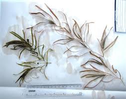 Attēlu rezultāti vaicājumam “Potamogeton compressus leaf”