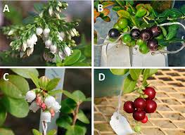 Attēlu rezultāti vaicājumam “Vaccinium vitis-idaea bud”