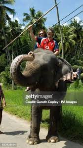 Image result for pinawella