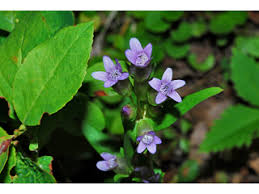 Attēlu rezultāti vaicājumam “Gentianella amarella”