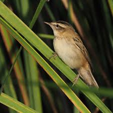 Attēlu rezultāti vaicājumam “Acrocephalus schoenobaenus”