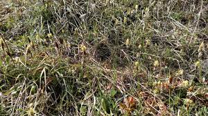 Attēlu rezultāti vaicājumam “Carex caryophyllea leaf”
