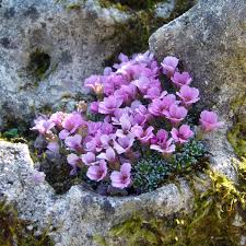 Image result for Steinbrech