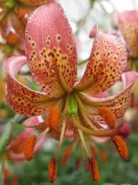 Image result for Lilium martagon `Manitoba Fox`