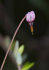 Attēlu rezultāti vaicājumam “Oxycoccus palustris flower”