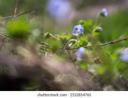 Attēlu rezultāti vaicājumam “Veronica beccabunga bud”