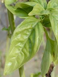 Attēlu rezultāti vaicājumam “Ocimum basilicum leaf”