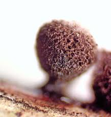 Attēlu rezultāti vaicājumam “Craterium aureonucleatum young”