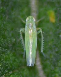 Attēlu rezultāti vaicājumam “Empoasca sp.”