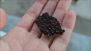 Attēlu rezultāti vaicājumam “Trichia varia young”