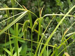 Attēlu rezultāti vaicājumam “Carex pseudocyperus female flower”