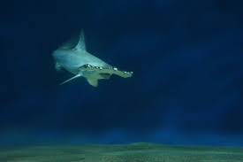 Image result for Sphyrna zygaena