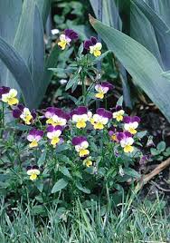 Attēlu rezultāti vaicājumam “Viola tricolor”