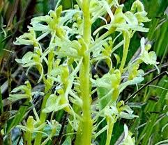 Attēlu rezultāti vaicājumam “Liparis loeselii flower”