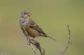 Image result for Emberiza caesia