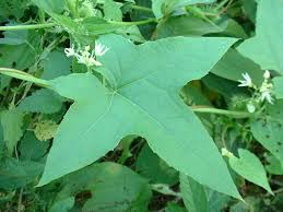 Attēlu rezultāti vaicājumam “Echinocystis lobata leaf”