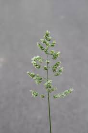 Attēlu rezultāti vaicājumam “Poa angustifolia”