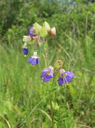Attēlu rezultāti vaicājumam “Aphis jacobaeae”