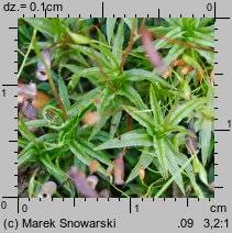 Attēlu rezultāti vaicājumam “Atrichum flavisetum”