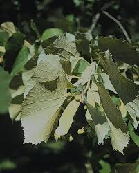 Attēlu rezultāti vaicājumam “Tilia tomentosa leaf”