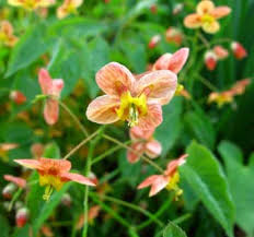 Attēlu rezultāti vaicājumam “Epimedium alpinum  flower”