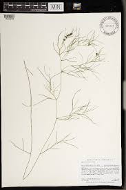 Attēlu rezultāti vaicājumam “Stuckenia pectinata”