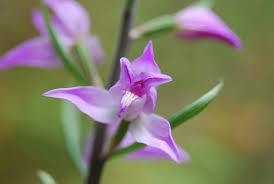 Attēlu rezultāti vaicājumam “Cephalanthera rubra”