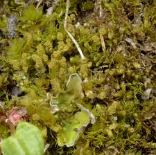 Attēlu rezultāti vaicājumam “Leiocolea collaris”