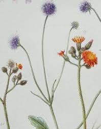 Attēlu rezultāti vaicājumam “Pilosella aurantiaca flower”