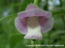 Attēlu rezultāti vaicājumam “Diderma radiatum sessile”