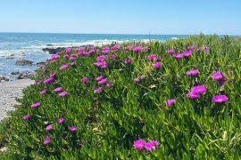 Attēlu rezultāti vaicājumam “Riccia sorocarpa macro”