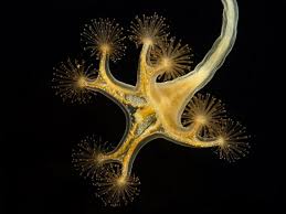 Attēlu rezultāti vaicājumam “Cribraria tenella stalked”