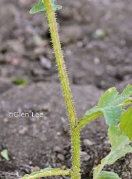 Attēlu rezultāti vaicājumam “Sinapis arvensis leaf”