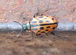 Attēlu rezultāti vaicājumam “Chrysomela vigintipunctata”