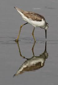 Attēlu rezultāti vaicājumam “Tringa stagnatilis”