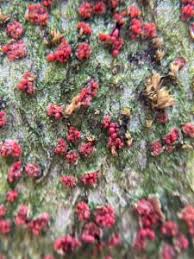 Attēlu rezultāti vaicājumam “Neonectria fuckeliana”