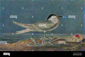 Image result for Sterna acuflavida