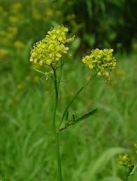 Attēlu rezultāti vaicājumam “Rorippa sylvestris flower”