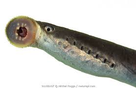 Attēlu rezultāti vaicājumam “Lampetra planeri”