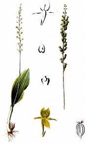 Attēlu rezultāti vaicājumam “Malaxis monophyllos flower”