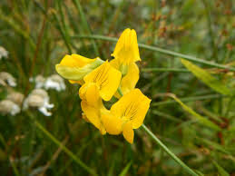 Attēlu rezultāti vaicājumam “Lathyrus pratensis flower”