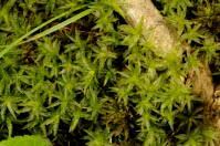 Attēlu rezultāti vaicājumam “Atrichum flavisetum”