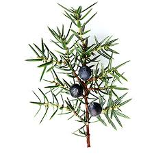 Attēlu rezultāti vaicājumam “Juniperus communis fruit”