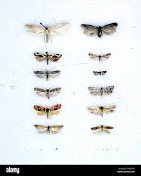 Attēlu rezultāti vaicājumam “Gelechia rhombella”