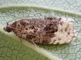 Attēlu rezultāti vaicājumam “Apotomis betuletana”