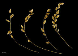 Attēlu rezultāti vaicājumam “Melica nutans leaf”