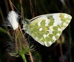 Attēlu rezultāti vaicājumam “Pontia edusa underside”