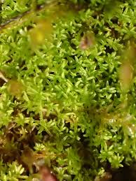 Attēlu rezultāti vaicājumam “Gymnostomum calcareum”